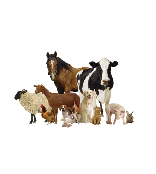 Veterinary Range