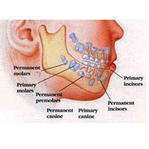 Kids Dentistry